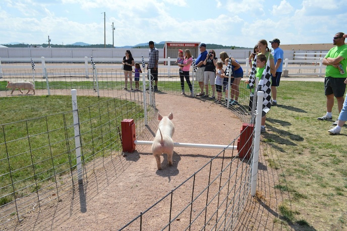 People watching a pig race.